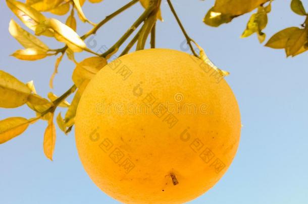 成熟的微黄色的柚子