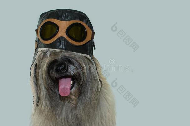毛皮的狗使人疲乏的一飞机驾驶员或飞行员帽子和护目镜.隔离的