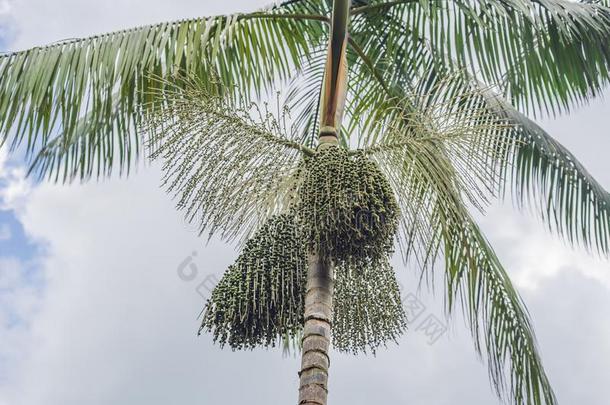 超级的食物.亚马逊河,<strong>阿萨伊</strong>浆<strong>果</strong>生长的向一树