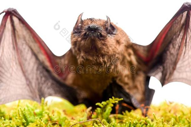 哺乳动物自然地能干的关于真正的和持久的飞行.蝙蝠发出