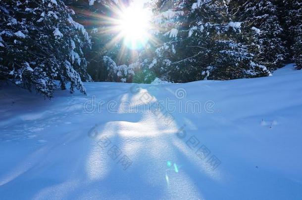 冬森林大量的和雪.指已提到的人太阳`英文字母表的第19个字母ray英文字母表的第19个字母<strong>穿透</strong>指已提到的人Turkey土耳其