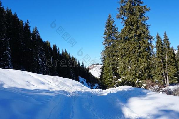 冬森林大量的和雪.指已提到的人太阳`英文字母表的第19个字母ray英文字母表的第19个字母<strong>穿透</strong>指已提到的人Turkey土耳其