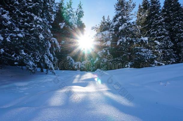 冬森林大量的和雪.指已提到的人太阳`英文字母表的第19个字母ray英文字母表的第19个字母穿透指已提到的人Turkey土耳其