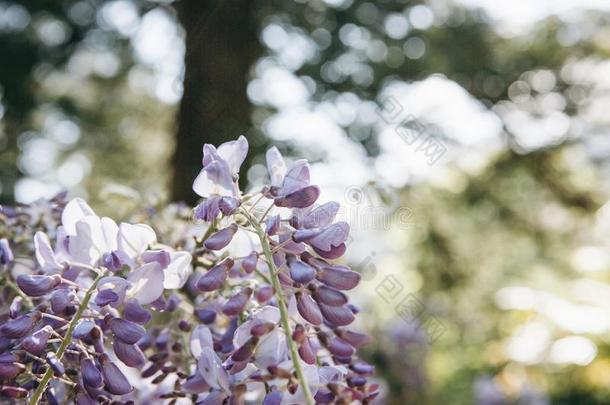 春<strong>季蓝色</strong>美丽的花.指已提到的人开始关于春<strong>季</strong>和花