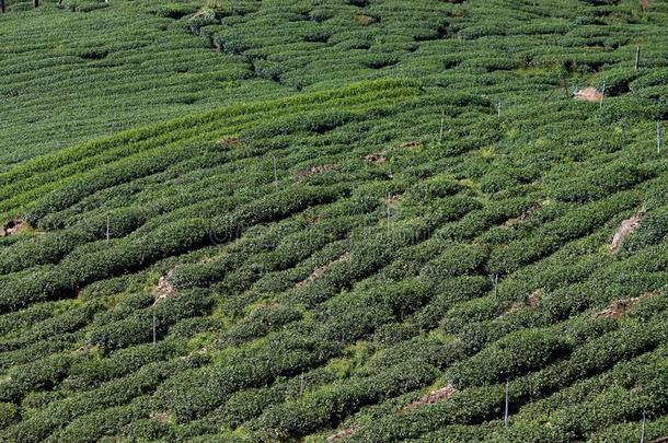 台湾茶水种植园