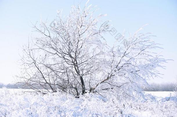 雪-白色的树采用霜采用指已提到的人田.W采用ter仙女园林景观