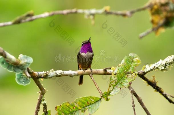 紫色的-用沙哑的声音或嗓音发音伍德斯塔一次向树枝,蜂鸟从组织反射式血氧计