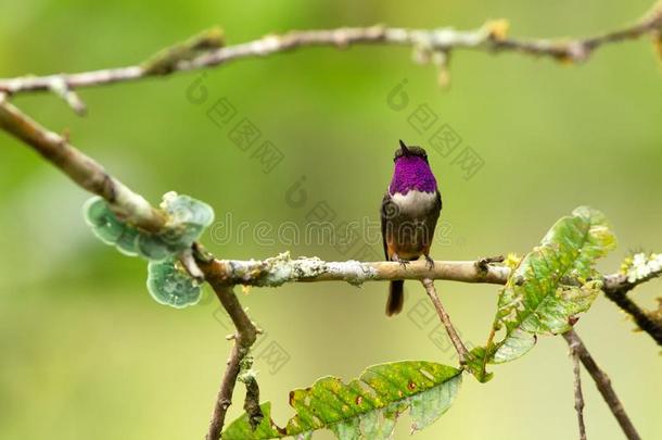 紫色的-用沙哑的声音或嗓音发音伍德斯塔一次向树枝,蜂鸟从组织反射式血氧计
