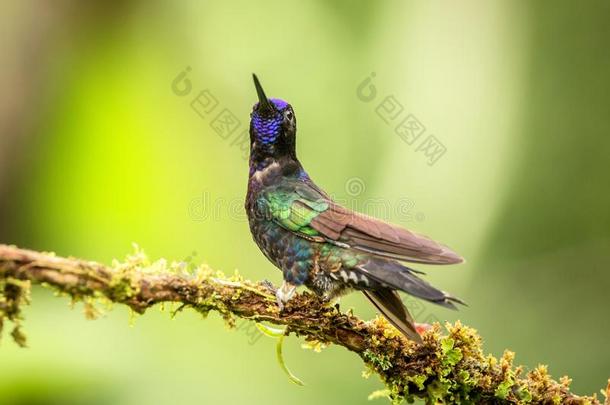 紫色的宝冠一次向树枝,蜂鸟从热带的在前部的