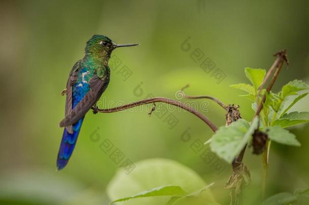 紫罗兰-有尾的空气精灵一次向树枝,蜂鸟从热带的