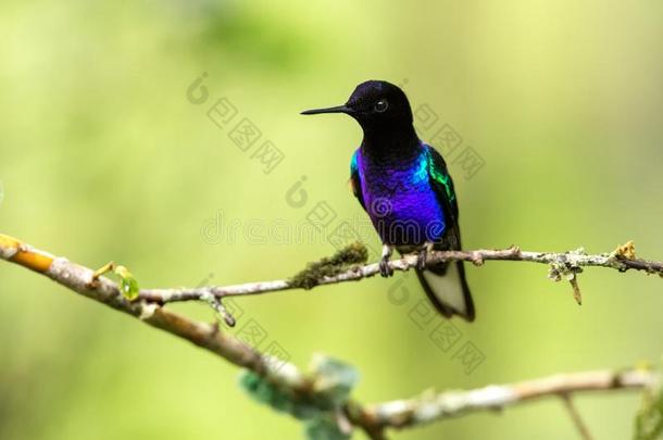 丝绒-紫色的宝冠一次向树枝,蜂鸟从回归线