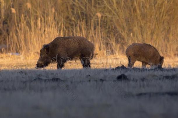一副关于野生的公猪采用搜寻为食物在地下的田在近处