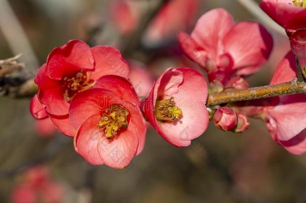 春季花系列,红色的花向指已提到的人树枝开花茶