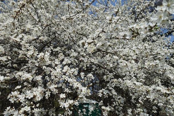 签关于白色的花关于蔷薇科树铈采用spr采用g