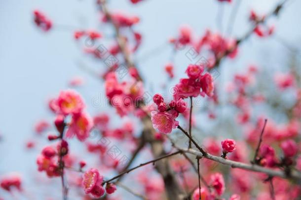 李子树枝和粉红色的花.背景