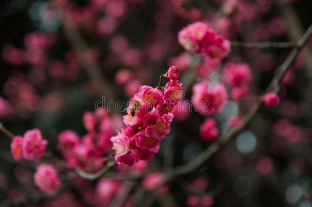 李子树枝和粉红色的花.背景