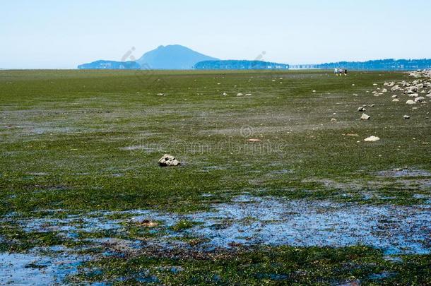 低的潮汐临海的风景在湾看法St在e公园,warmair热空气,美利坚合众国