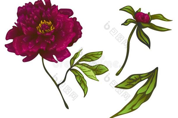 矢量col.紫红色牡丹花的植物学的花.在上雕刻墨水艺术.