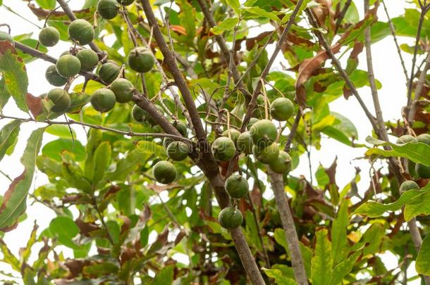 成熟的澳大利亚坚果发疯的处理方法向澳大利亚坚果树准备好的为收割