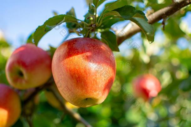 收获苹果采用花园,秋收割季节采用成果orchestra管弦乐队