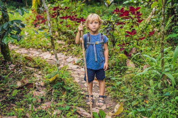 幸福的男孩旅行者步行采用指已提到的人森林和一粘贴为tr一ck采用