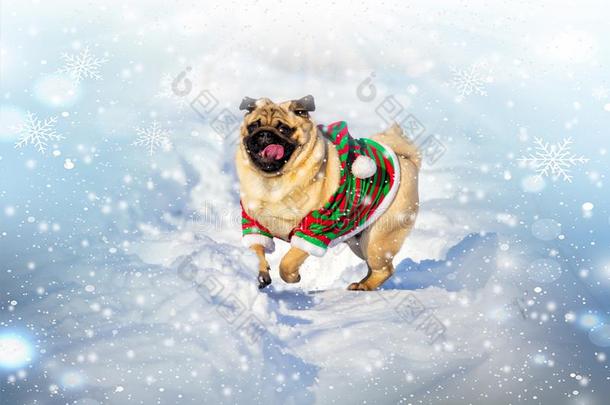 有趣的面容关于哈巴狗狗和小精灵戏装在雪冬背景