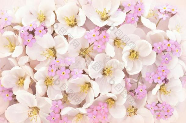 春季花/春季粉红色的花,焦外成像花背景