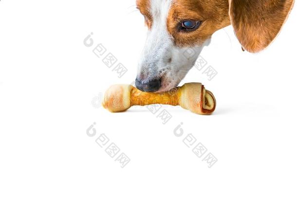 一比伯混合猎狗狗试图抓取一美味的狗骨头
