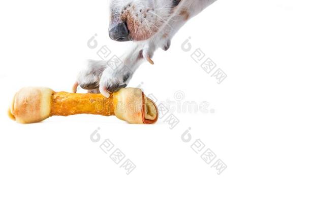 一比伯混合猎狗狗试图抓取一美味的狗骨头和它的P一w