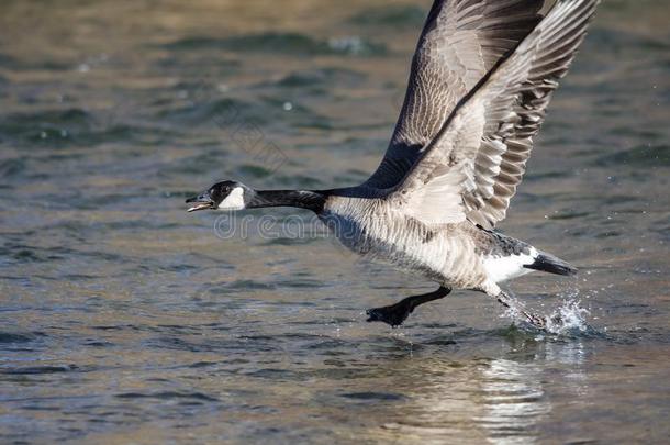 加拿大鹅迷人的向飞行从指已提到的人河水