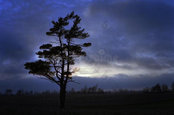 孤单的松树树在日落