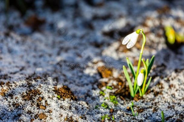 雪花莲花雪花属尼瓦利斯种植向下雪的地面