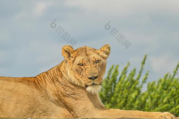 特写镜头关于一be一utiful年幼的棕色的Afric一n母狮一次无<strong>意义</strong>的