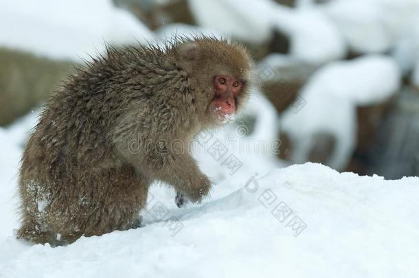 日本人恒河猴向指已提到的人雪.