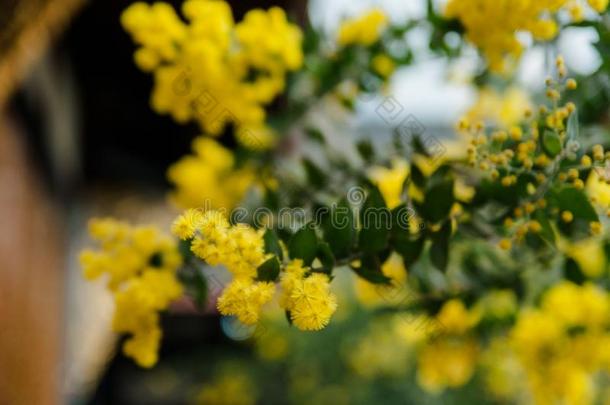 开花关于含羞草树.阿拉伯树胶胡杨,黄色的花