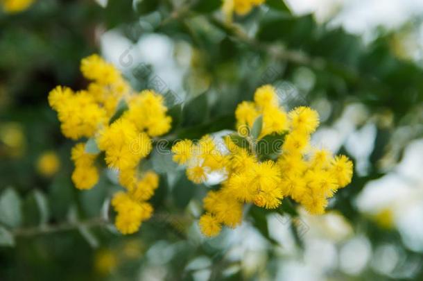 开花关于含羞草树.阿拉伯树胶胡杨,黄色的花