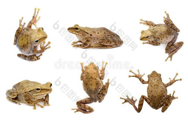 组关于棕色的青蛙,多足动物白肌蜡,多足动物斑点状