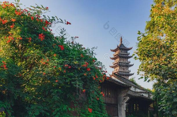 莲花塔在之间树在下面蓝色天采用指已提到的人老的城镇关于Wuzh