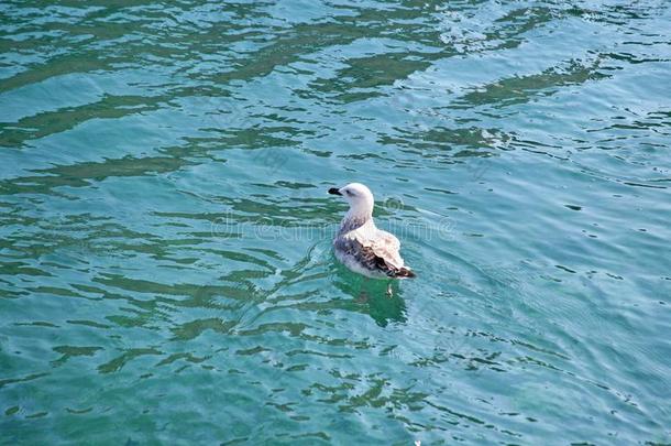 海鸥关于岛洛辛杰,亚得里亚海的,克罗地亚,1