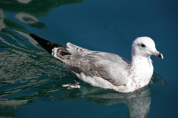 海鸥关于岛洛辛杰,亚得里亚海的,克罗地亚,4