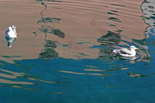 海鸥关于岛洛辛杰,亚得里亚海的,克罗地亚,6