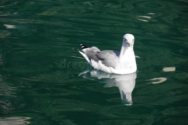 海鸥关于岛洛辛杰,亚得里亚海的,克罗地亚,3