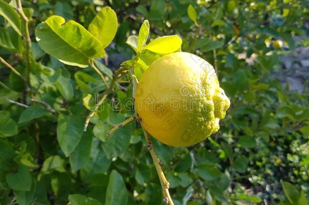 一美丽的果实累累的树枝关于一柠檬树一nd一柠檬成果