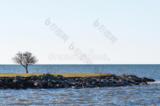 孤单的树在旁边指已提到的人海岸