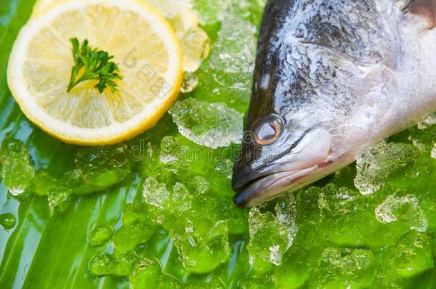 新鲜的海低音歌唱家鱼为烹饪术/海产食品生的海低音歌唱家盘子奥塞