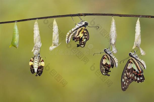 变化关于普通的松鸦蝴蝶粘束孢属多森和蛹