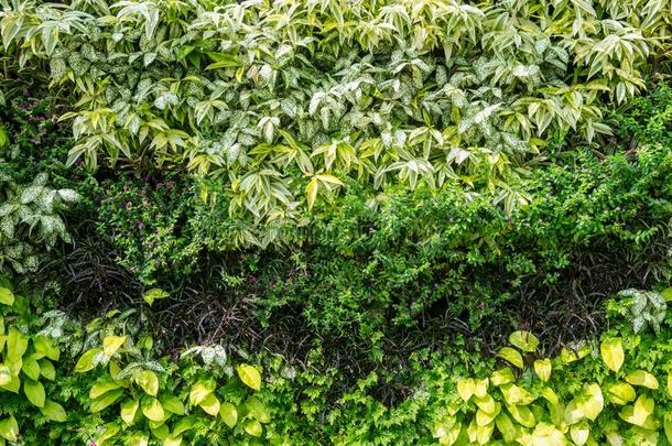 草墙,植物墙,自然的绿色的墙paper和背景.