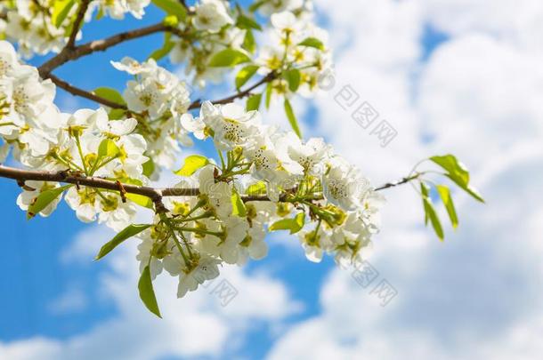 春季花背景.日本人春季风景春季花