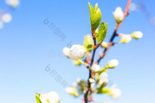 樱桃花,日本人春季风景春季花春季波黑