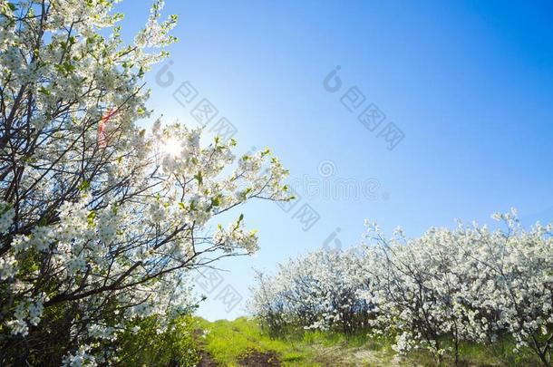 美丽的樱<strong>桃花树</strong>和蓝色天